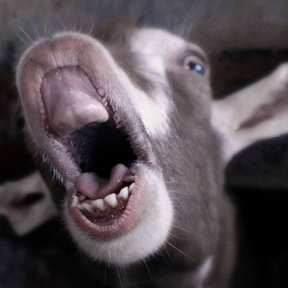 Meet your Posher, Daniel - Picture 1 of 1